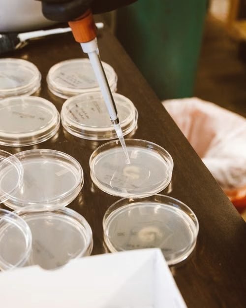 A pipette dispensing liquid into rows of petri dishes