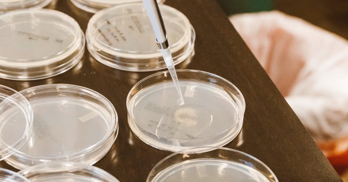 Media being dispensed into petri dishes on a laboratory bench